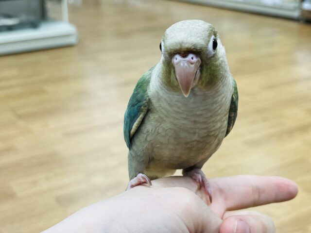 ホオミドリウロコインコ