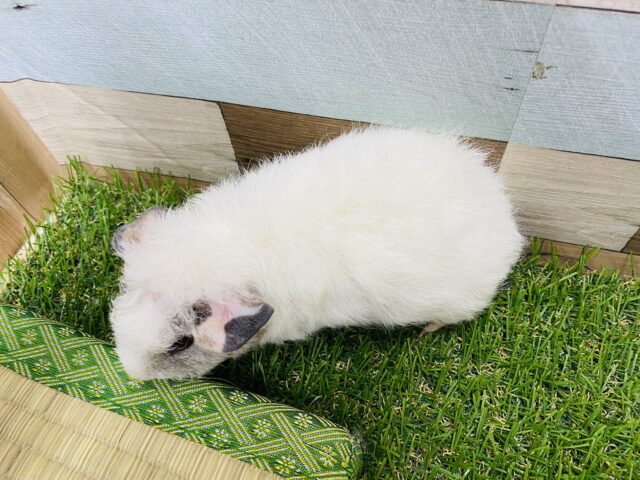 テッセルモルモット