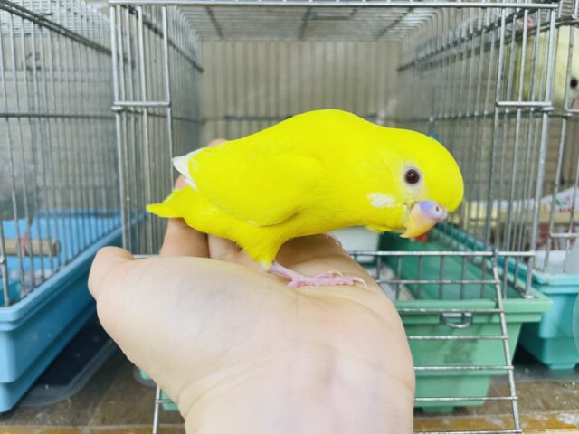 セキセイインコ