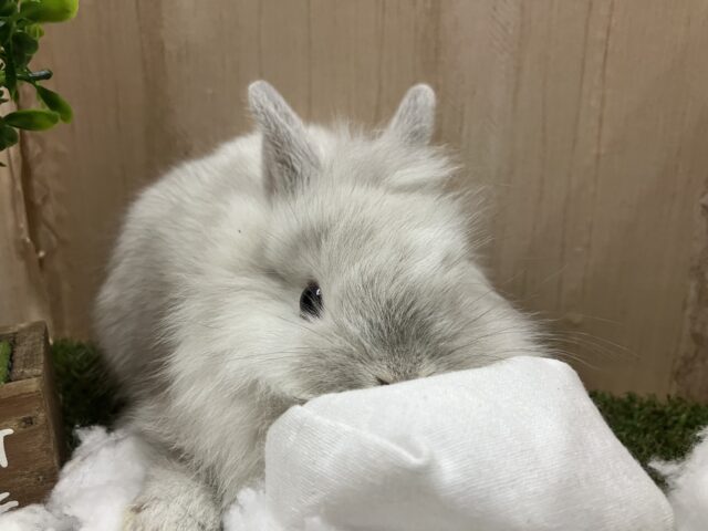 ライオンラビット