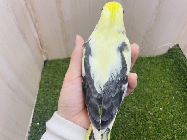 オカメインコ
