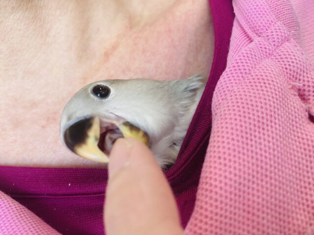 コザクラインコ（小桜インコ）