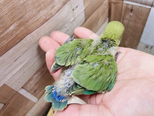 コザクラインコ（小桜インコ）