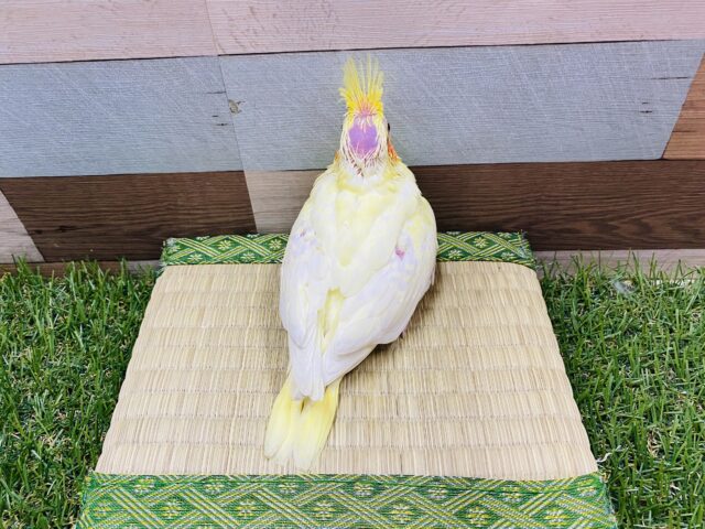 オカメインコ