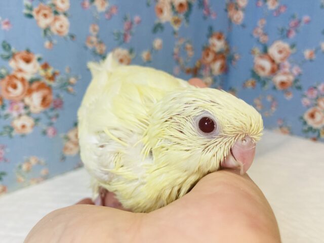 サザナミインコ