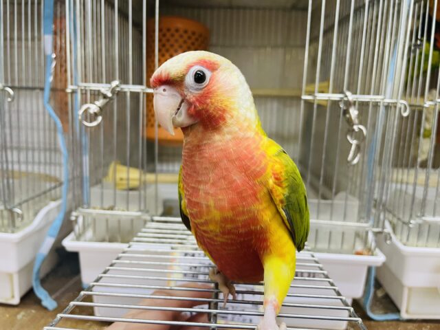 ホオミドリウロコインコ