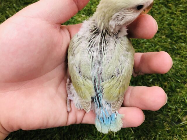 コザクラインコ（小桜インコ）