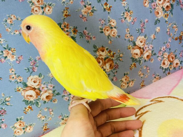 コザクラインコ（小桜インコ）