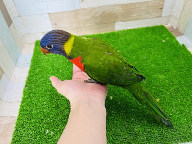 ゴシキセイガイインコ