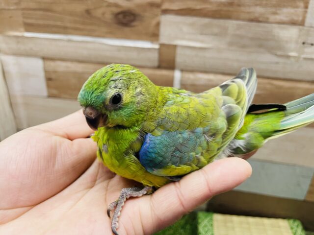 ビセイインコ（美声インコ）