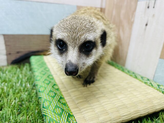 ミーアキャット