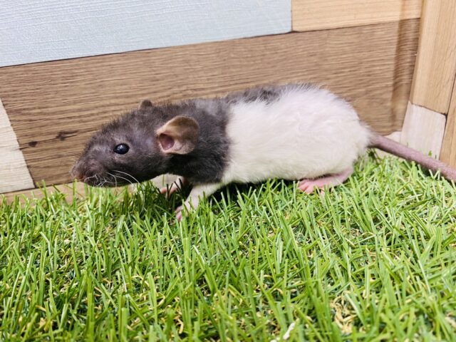 ファンシーラット