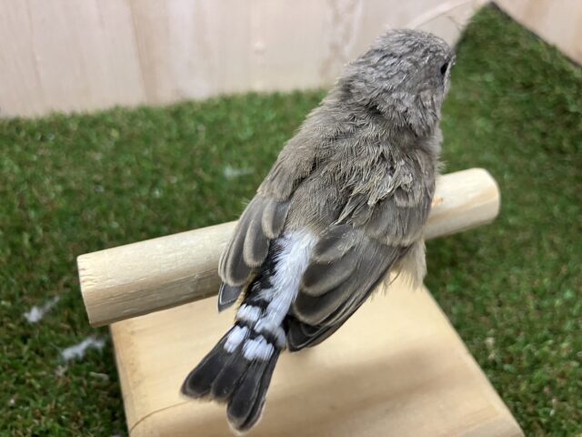 錦花鳥（キンカチョウ）