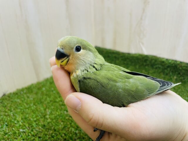 コザクラインコ（小桜インコ）