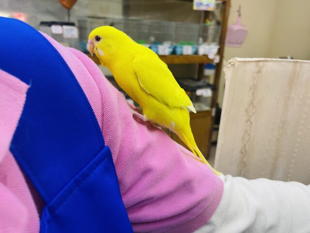 セキセイインコ