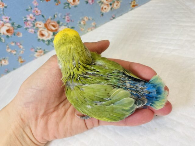 コザクラインコ（小桜インコ）
