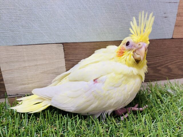 オカメインコ