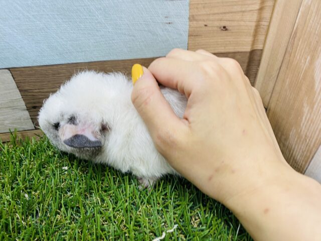 テッセルモルモット