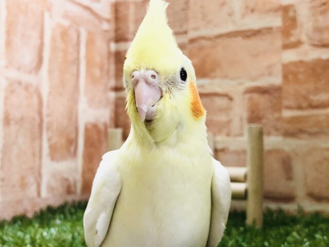 オカメインコ