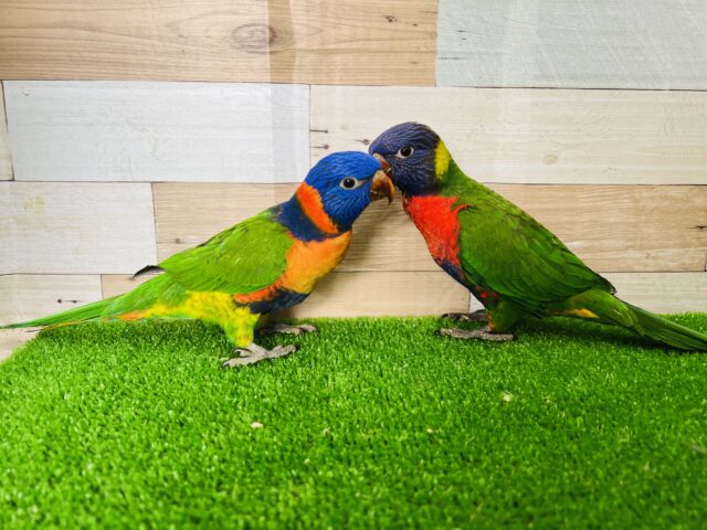 ゴシキセイガイインコ