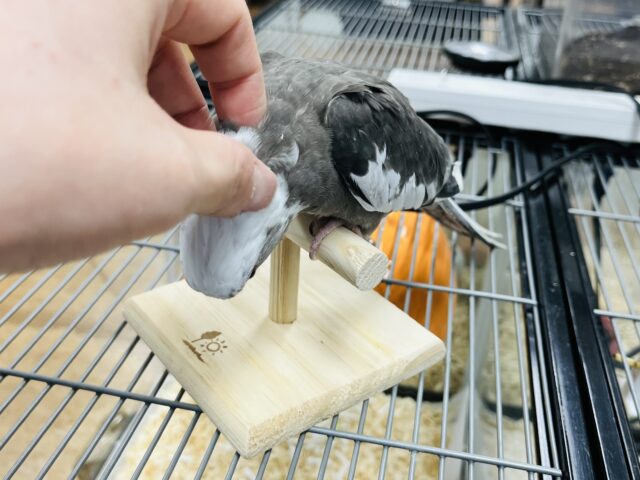 オカメインコ
