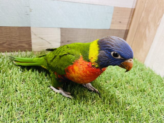 ゴシキセイガイインコ