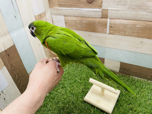 コミドリコンゴウインコ