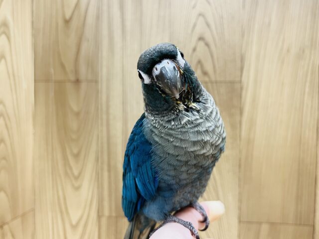 ホオミドリウロコインコ