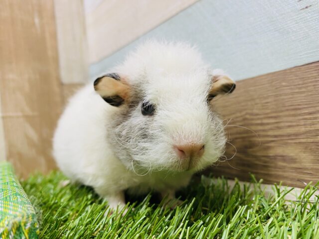 まるで羊のような丸っこさ♡縮れた毛並みが可愛いテッセルモルモット テッセルモルモット