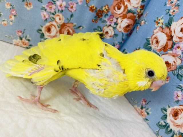 セキセイインコ