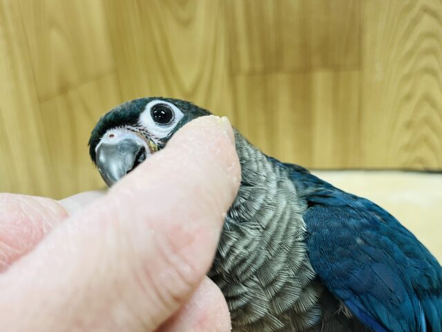 ホオミドリウロコインコ