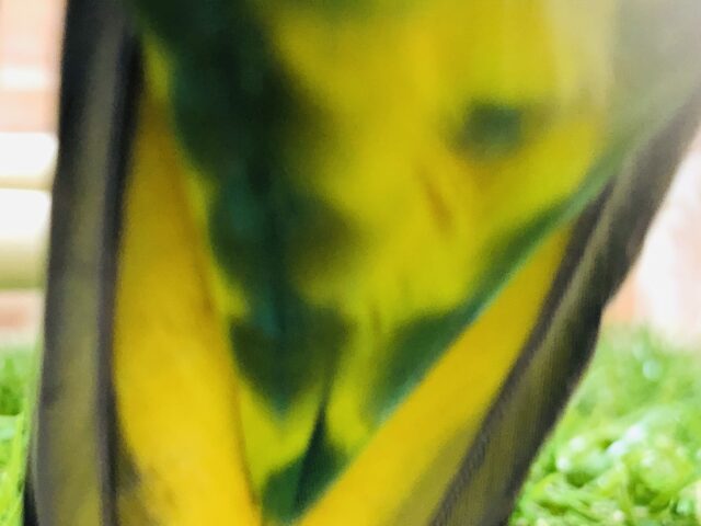 ゴシキセイガイインコ