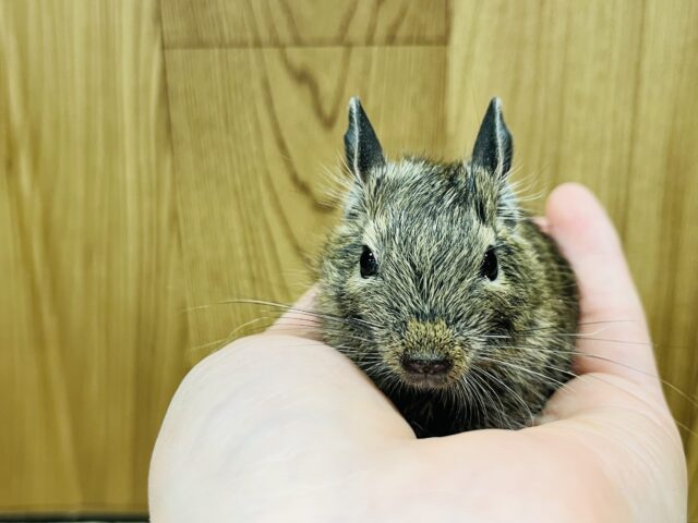 【動画更新🪄】ミルク大好き♡デグーベビー(ノーマル)男の子 デグー