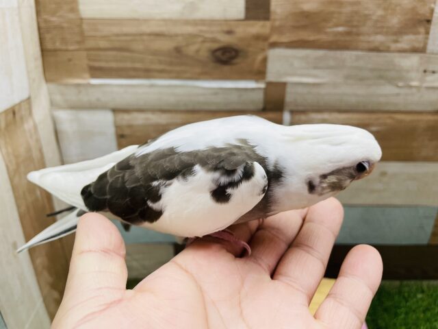 オカメインコ