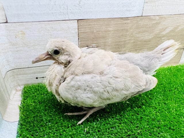 ジュズカケバト