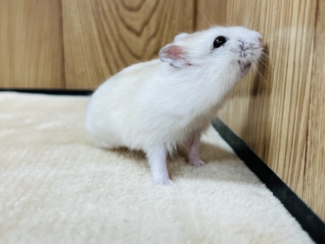 ドワーフハムスターの1種