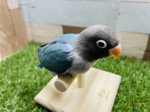 ブルーボタンインコ