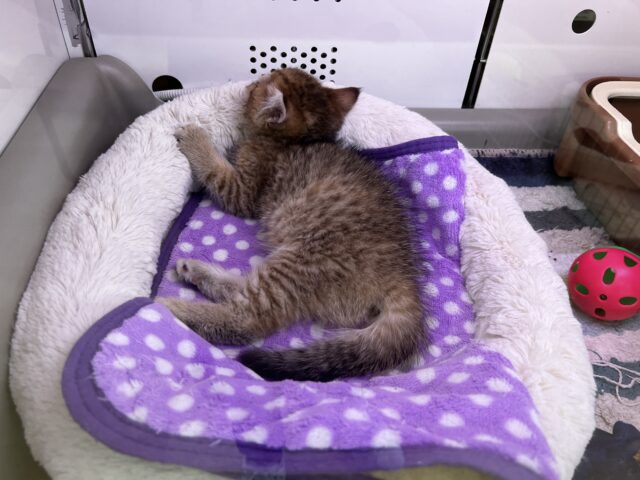 きゅん❤️なミヌエットちゃんいますよ✨️ ミヌエット