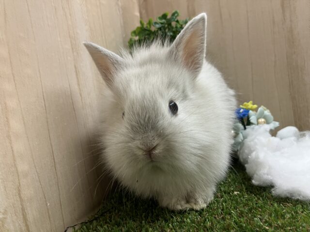 ライオンラビット