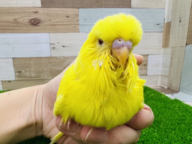 ジャンボセキセイインコ