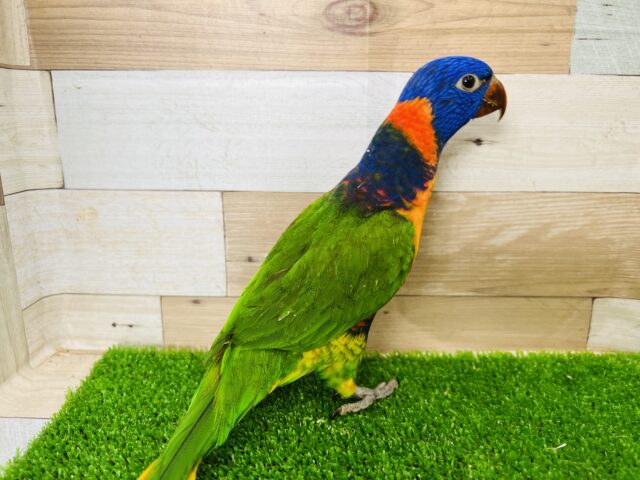 ゴシキセイガイインコ