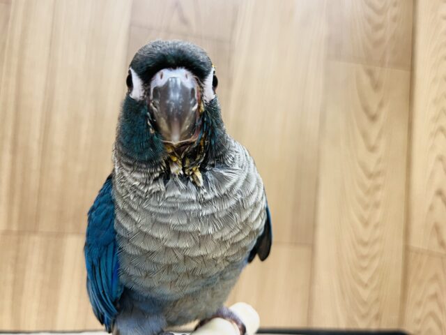 ホオミドリウロコインコ