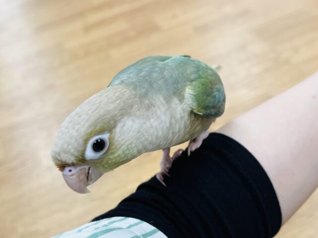 ホオミドリウロコインコ