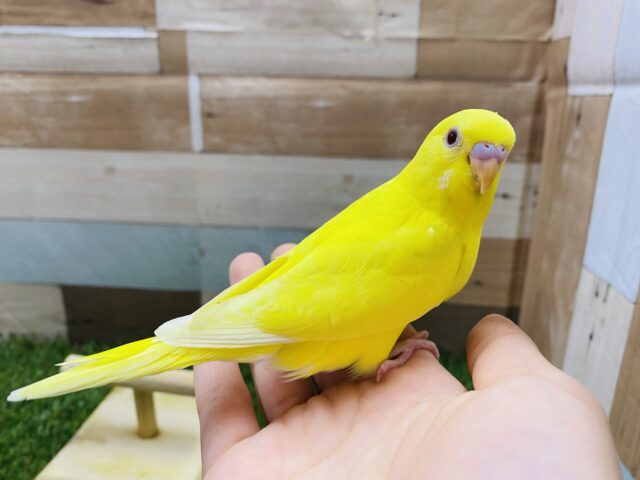 セキセイインコ