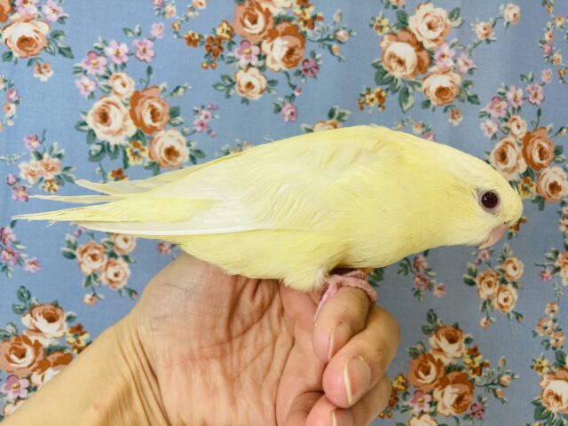サザナミインコ
