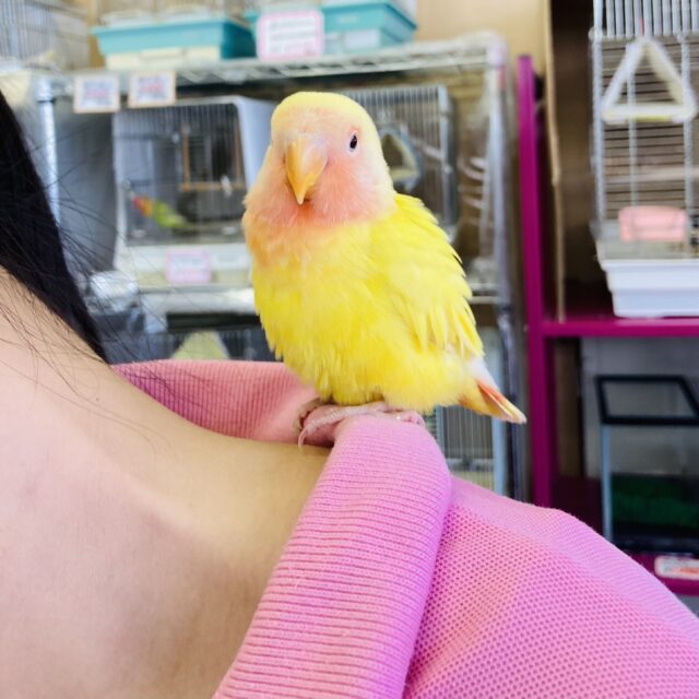 コザクラインコ（小桜インコ）