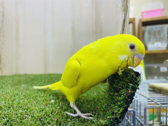 セキセイインコ