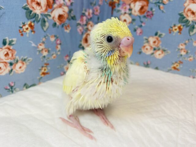とってもかわいい色合いの💛セキセイインコのヒナちゃん入舎です💙 セキセイインコ