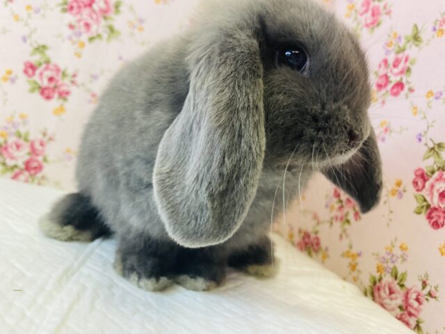 ロップイヤーラビット