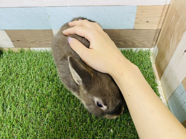 ネザーランドドワーフ